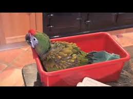 #macaw #ara #shamrock_macaw #hybrid_macaw #parrot #ара #шемрок #гибрид_ары #попугай. Buckle A Baby Shamrock Macaw Learns To Fly Free Youtube