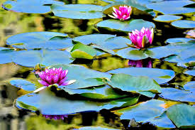 water lilies seattle anese garden