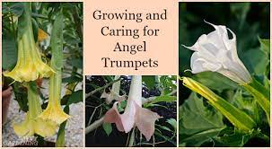 Mixed angel trumpet live plant, angel trumpet, pink angel trumpet, apricot angel trumpet, yellow angel trumpet, trumpet. Growing Angel Trumpet From Seed Step By Step Instructions For Success