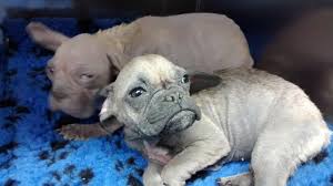 Anyone else's loose the fur around nose, mouth, and eyes? Two Ugly Alien Pups Rescued By The Rspca Enjoy A Beautiful New Life Dogcast Radio