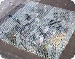 pigeon trapping tips
