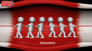 concentric eccentric contraction