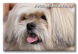 Lhasa Apso Dog Breed Profile Size Weight Temperament