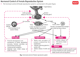 The Human Female Reproductive System Is Controlled By The