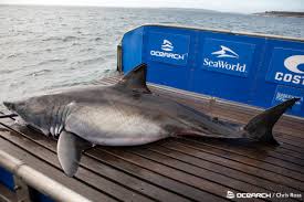 thir foot long great white shark