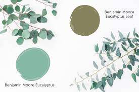 The Best Eucalyptus Green Colors For