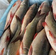 rohu fish for restaurant 1 25 kg to 1