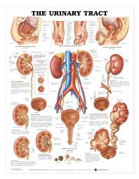 The Urinary Tract Anatomical Chart