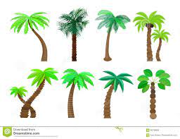 Quadro de folhas de palmeira. A Palmeira No Estilo Dos Desenhos Animados Ajustou Se Em Uma Ilustracao Branca Do Vetor Do Fundo Ilustracao Do Vetor Ilustracao De Cocos Projeto 90799894