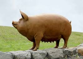 Wild Boar Pig Sculpture Animal