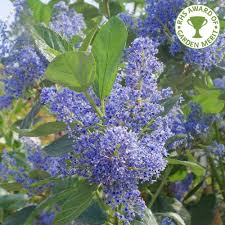 You might be able to find the right choice for your yard among these popular flowering trees. Ceanothus Trewithen Blue Californian Lilac Trees For Sale