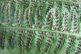 How To Collect And Clean Fern Spores