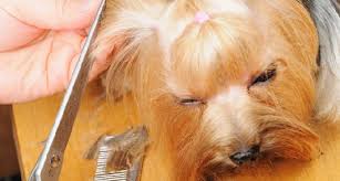 mobile dog grooming tucson az local