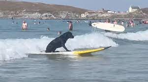doted surfing like a pro at
