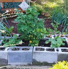 Raised Bed Vegetable Garden Concrete