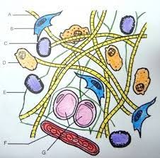 connective tissue matrix diagram quizlet
