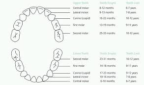 Teething Chart Dentist Ballarat Dr Don Anderson