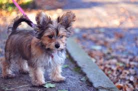 Check spelling or type a new query. Chorkie Mixed Dog Breed Pictures Characteristics Facts