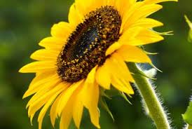 Image result for sunflowers what are they