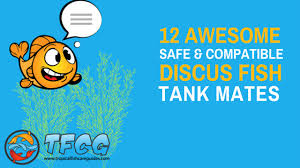 12 Discus Tank Mates You Wont Believe 9 List And Care