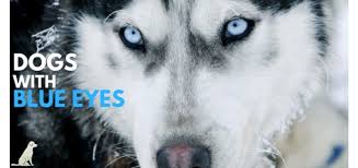 Dogs With Blue Eyes Causes Dangers Breeds