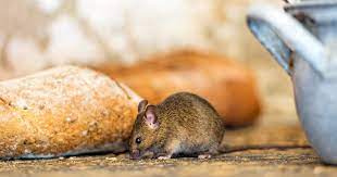 How To Get Rid Of Mice Ideas That Keep