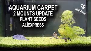 aquarium carpet 2 mounts update