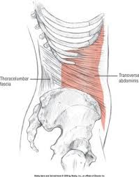 the pelvic floor and core musculature