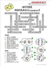 Meiosis terminology drag the labels from the left to their correct locations in the concept. Mitosis Crossword With Diagram Editable Mitosis Crossword Interactive Science Notebook