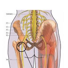 The low back muscles, including the buttocks muscles, are postural muscles. That Pain In Your Butt May Be Something More The Virginian Pilot