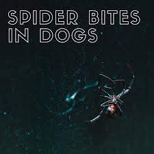 They're certainly not out to get us. The Danger Of Spider Bites To Your Dog With Photos Pethelpful
