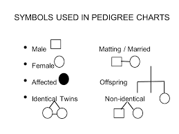 Pedigree Charts The Family Tree Of Genetics What Is A