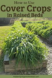 How To Use Cover Crops In Raised Beds