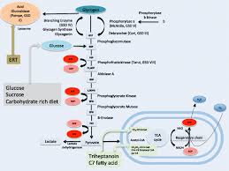 the glycogenolytic pathway gsd