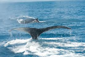 Humpback whale, a baleen whale known for its elaborate courtship songs and displays. Good News Humpback Whale Population Back After Near Extinction