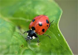 are ladybugs harmful agrilife today