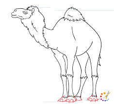 Both the team of easydrawingart.com and our readers are very fond of drawing animals, and therefore today we want to teach you how to draw a camel. How To Draw A Camel Step By Step For Kids Beginners
