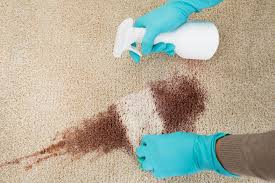 how to clean dog diarrhea from carpet