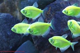 Di indonesia ikan guppy biasa di pelihara sebagai ikan hias aquarium. Jenis Ikan Hias Tawar Yang Berwarna Hijau Ikan Hias Air Tawar Laut Dan Aquarium
