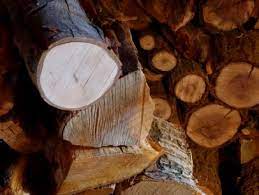 the best firewood for burning