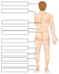 How to use labeled in a sentence. Body Regions Labeling