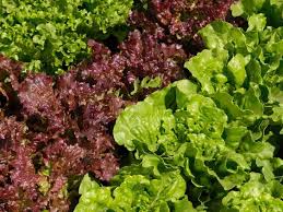 nutrition benefits of red leaf lettuce