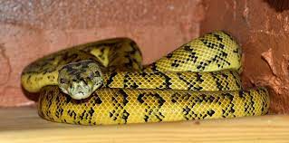 A medium to large, shiny black snake covered with small yellow spots. Black And Yellow Snake Texas What Snake Did You Just See