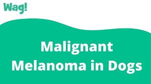 malignant melanoma in dogs symptoms