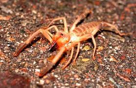 Camel spiders are also called wind scorpions or sun spiders. Camel Spider Description Habitat Image Diet And Interesting Facts