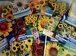 You should see them begin to shoot within about a week. 31 Most Wonderful Sunflowers With Height Guide Tried And Tested