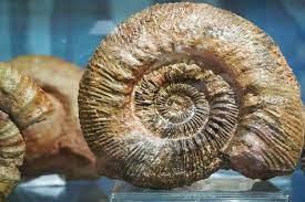 ⊛ Amonites ⊛ Fósiles del Jurásico | Características y Curiosidades