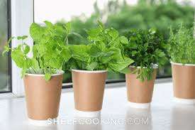 Countertop Herb Garden