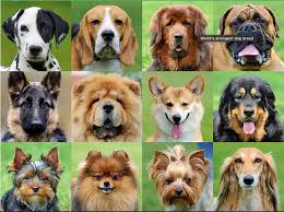 20 most dangerous dog breed in the