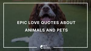 4 faith without wisdom and. Epic Love Quotes About Animals And Pets